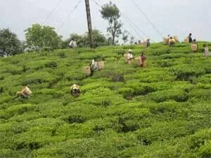 201712 Picking Tea sm